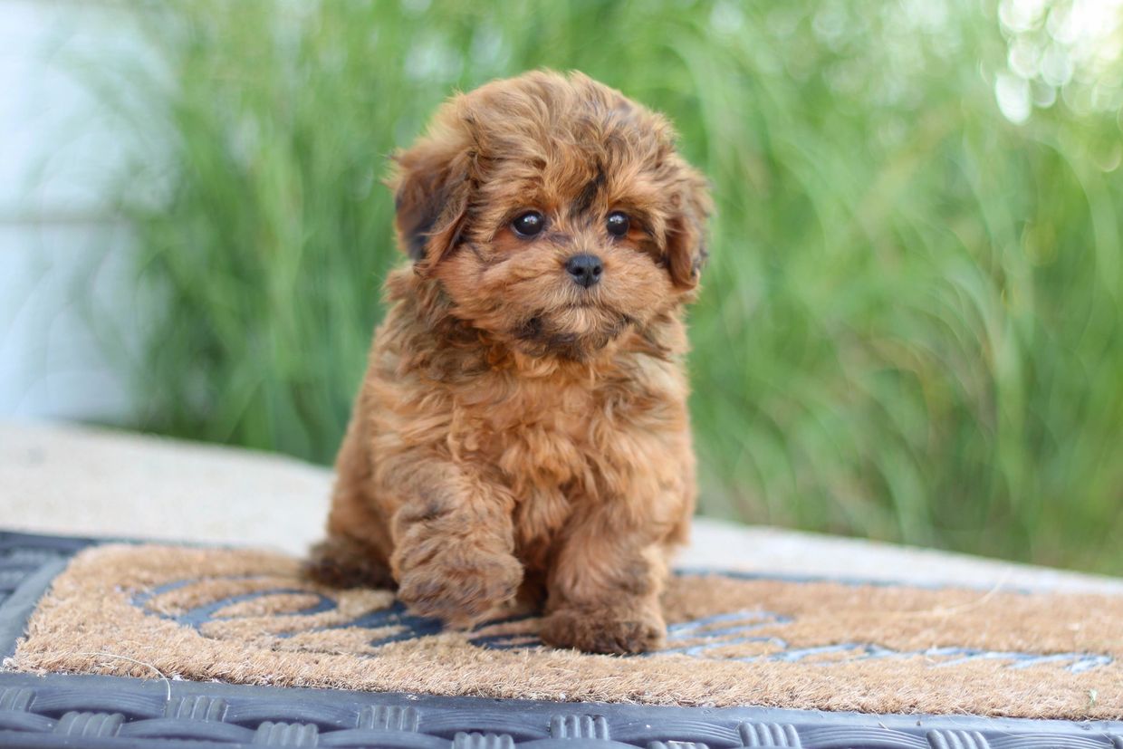StonyRidge Puppies "Shih Poo Puppies" Shihpoo Puppies Shihpoo